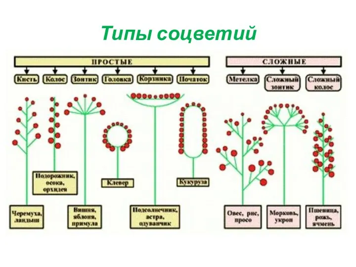 Типы соцветий