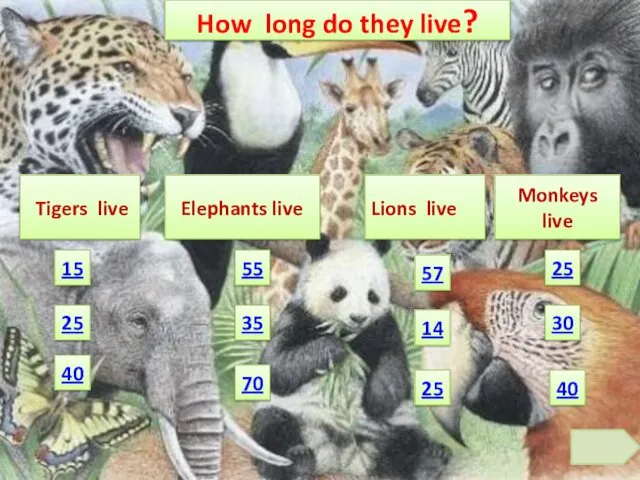How long do they live? Monkeys live 70 35 55