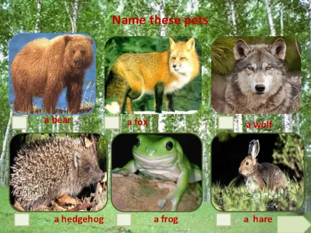 a hare a frog a hedgehog a bear a fox a wolf Name these pets