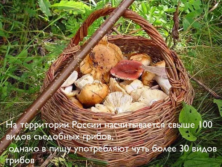 На территории России насчитывается свыше 100 видов съедобных грибов, однако