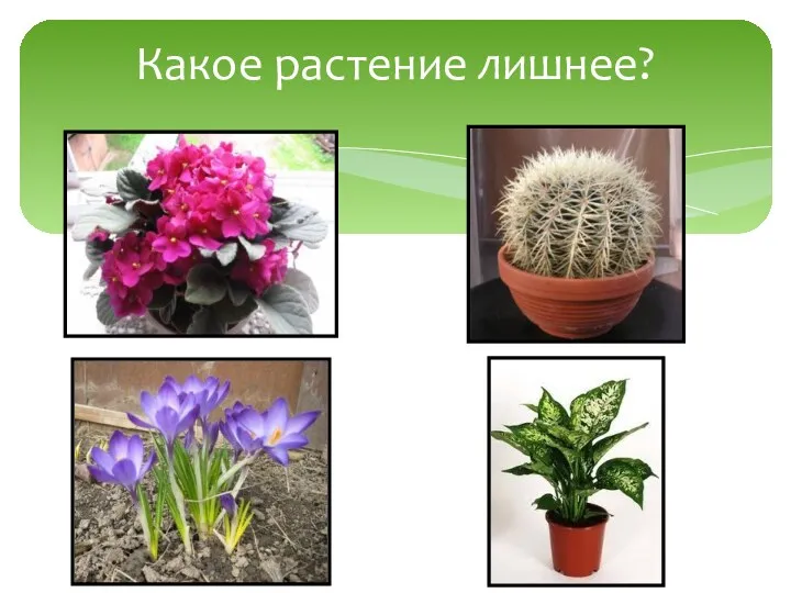 Какое растение лишнее?