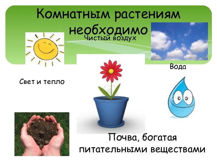 Комнатным растениям необходимо Свет и тепло Вода Почва, богатая питательными веществами Чистый воздух