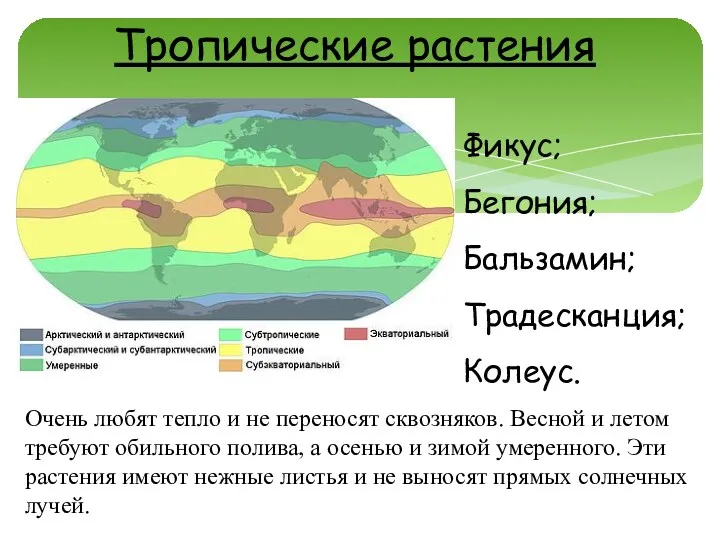 Фикус; Бегония; Бальзамин; Традесканция; Колеус. Тропические растения Очень любят тепло