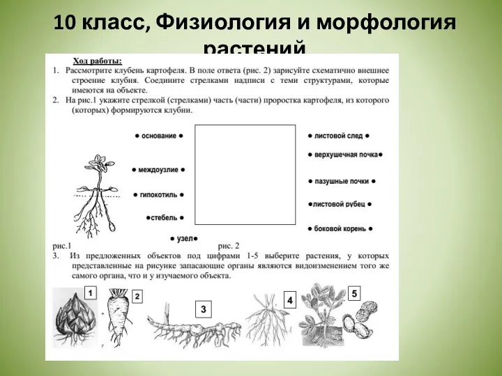 10 класс, Физиология и морфология растений