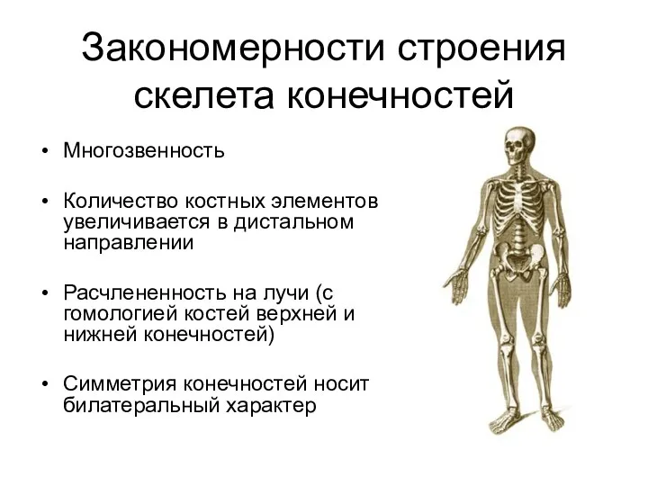 Закономерности строения скелета конечностей Многозвенность Количество костных элементов увеличивается в