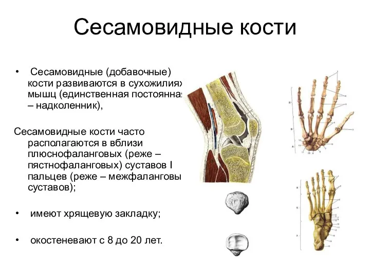 Сесамовидные кости Сесамовидные (добавочные) кости развиваются в сухожилиях мышц (единственная