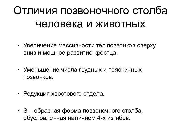 Отличия позвоночного столба человека и животных Увеличение массивности тел позвонков