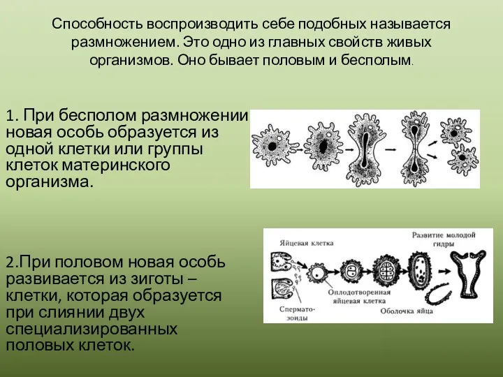 Способность воспроизводить себе подобных называется размножением. Это одно из главных