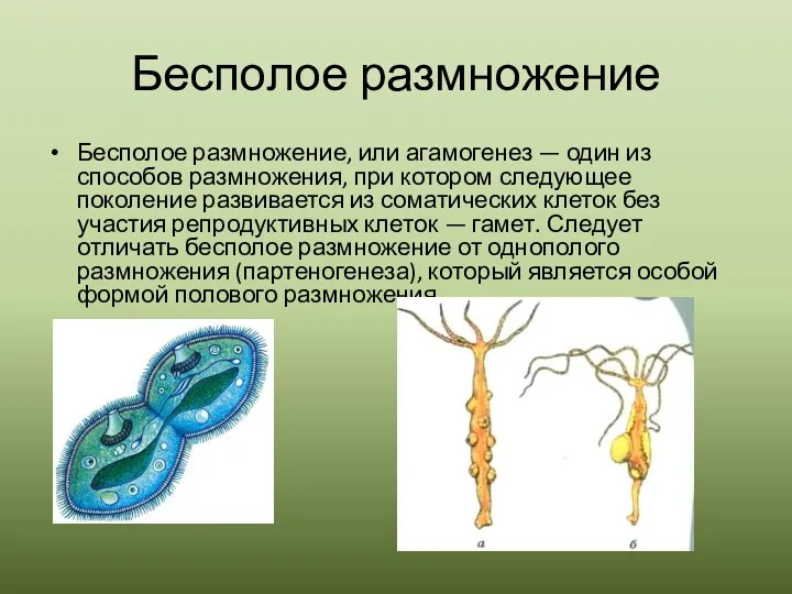 Бесполое размножение Бесполое размножение, или агамогенез — один из способов