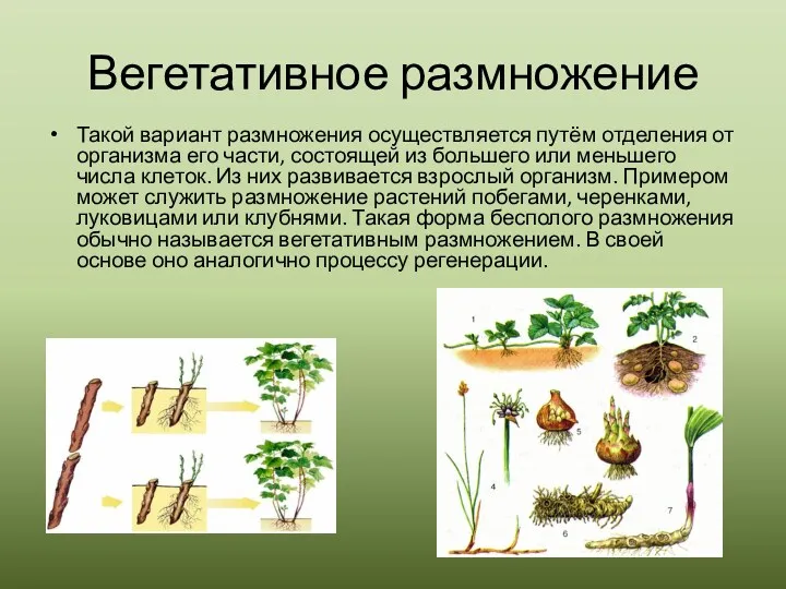 Вегетативное размножение Такой вариант размножения осуществляется путём отделения от организма