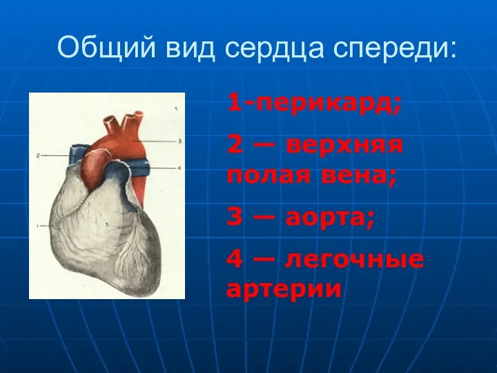 Общий вид сердца спереди: 1-перикард; 2 — верхняя полая вена;