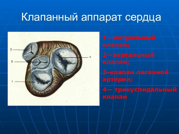 Клапанный аппарат сердца 1—митральный клапан; 2—аортальный клапан; 3-клапан легочной артерии; 4— трикуспидальный клапан