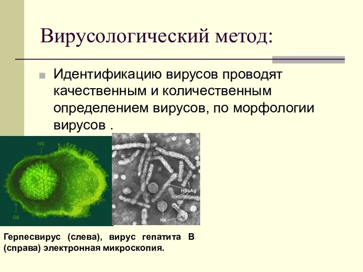 Вирусологический метод: Идентификацию вирусов проводят качественным и количественным определением вирусов,