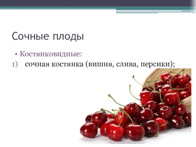 Сочные плоды Костянковидные: сочная костянка (вишня, слива, персики);