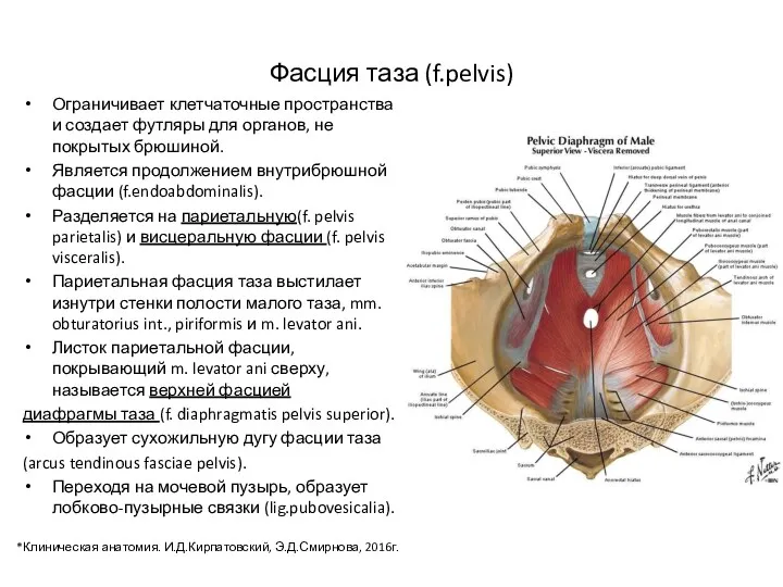Фасция таза (f.pelvis) Ограничивает клетчаточные пространства и создает футляры для органов, не покрытых