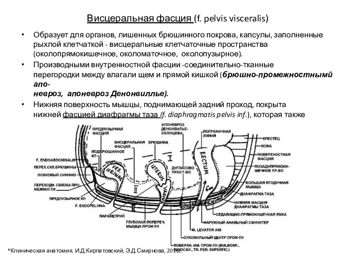 Висцеральная фасция (f. pelvis visceralis) Образует для органов, лишенных брюшинного покрова, капсулы, заполненные