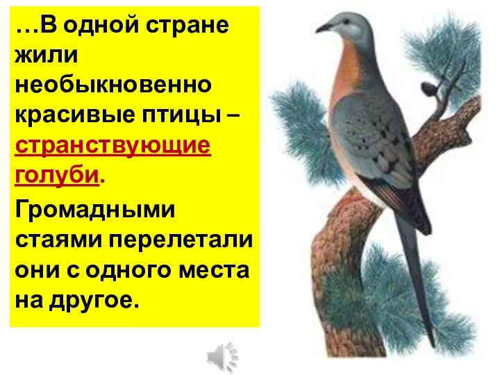 …В одной стране жили необыкновенно красивые птицы – странствующие голуби. Громадными стаями перелетали