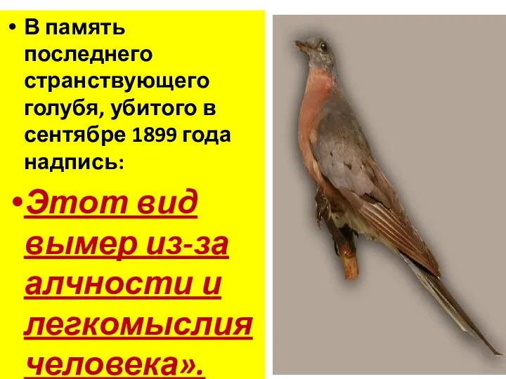 В память последнего странствующего голубя, убитого в сентябре 1899 года надпись: Этот вид