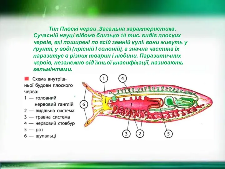 Тип Плоскі черви .Загальна характеристика. Сучасній науці відомо близько 10