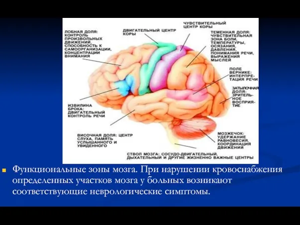 Функциональные зоны мозга. При нарушении кровоснабжения определенных участков мозга у больных возникают соответствующие неврологические симптомы.