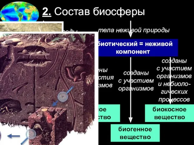 2. Состав биосферы биотический = живой компонент абиотический = неживой