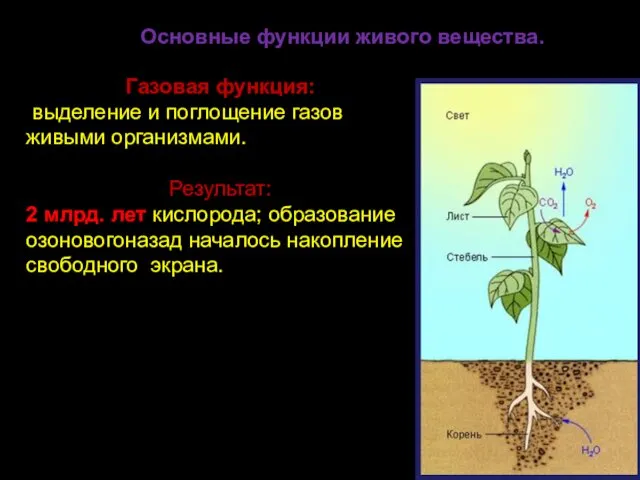 Основные функции живого вещества. Газовая функция: выделение и поглощение газов