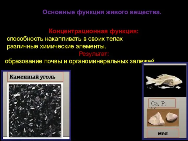 Основные функции живого вещества. Концентрационная функция: способность накапливать в своих