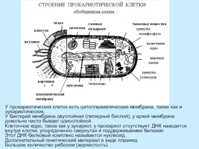 У прокариотических клеток есть цитоплазматическая мембрана, также как и эукариотических. У бактерий мембрана