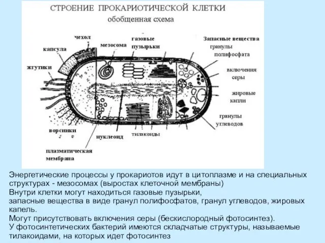 Энергетические процессы у прокариотов идут в цитоплазме и на специальных