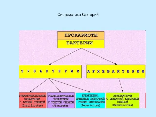 Систематика бактерий