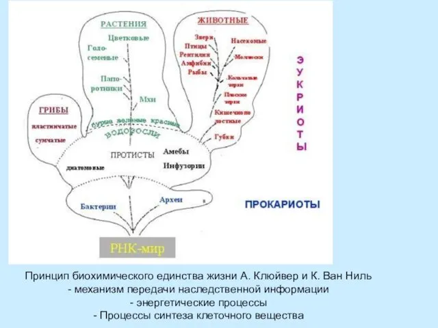 Принцип биохимического единства жизни А. Клюйвер и К. Ван Ниль