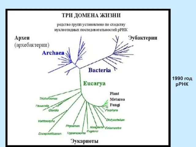 1990 год рРНК