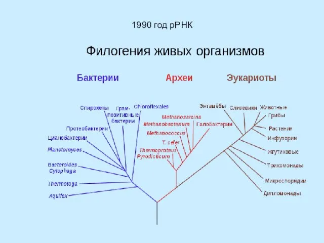 1990 год рРНК