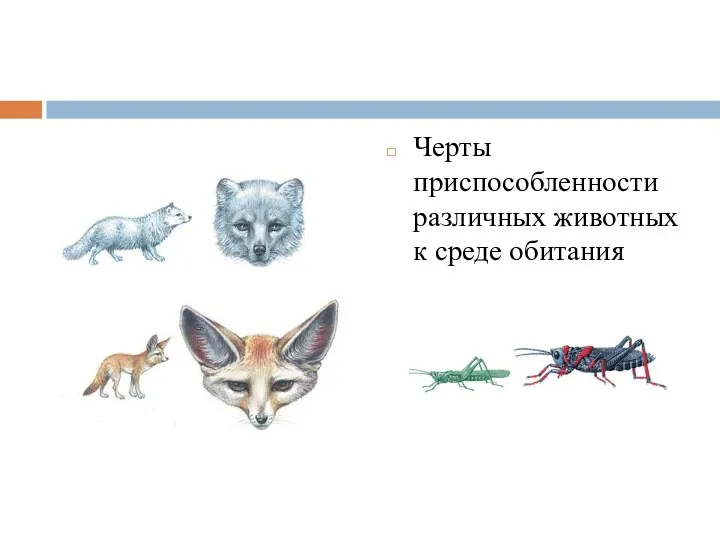 Черты приспособленности различных животных к среде обитания