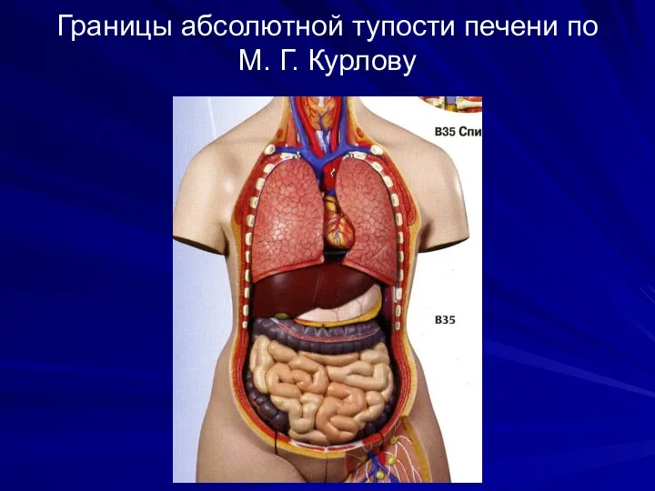 Границы абсолютной тупости печени по М. Г. Курлову