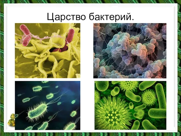 Царство бактерий.