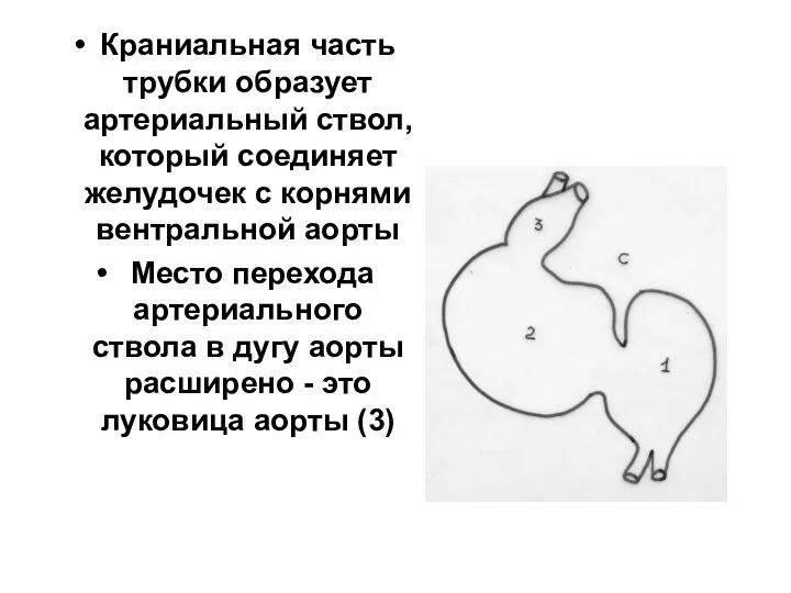 Краниальная часть трубки образует артериальный ствол, который соединяет желудочек с