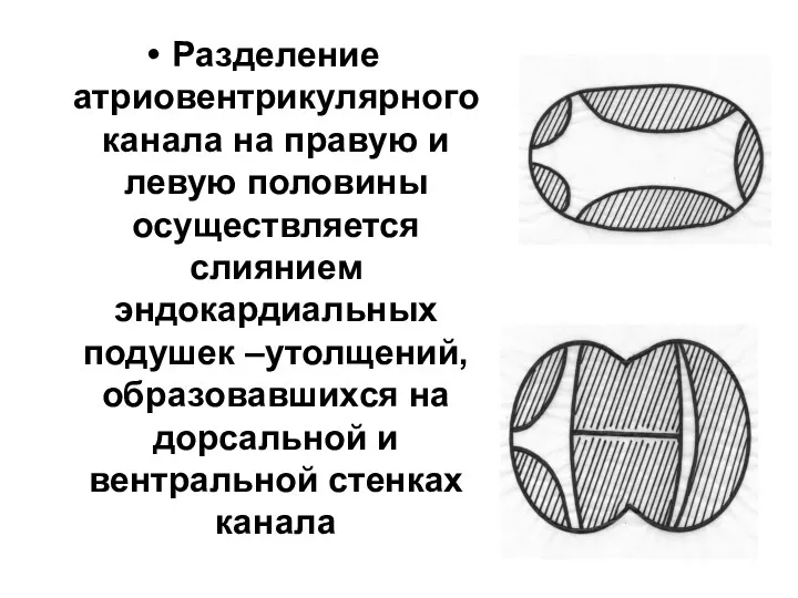 Разделение атриовентрикулярного канала на правую и левую половины осуществляется слиянием