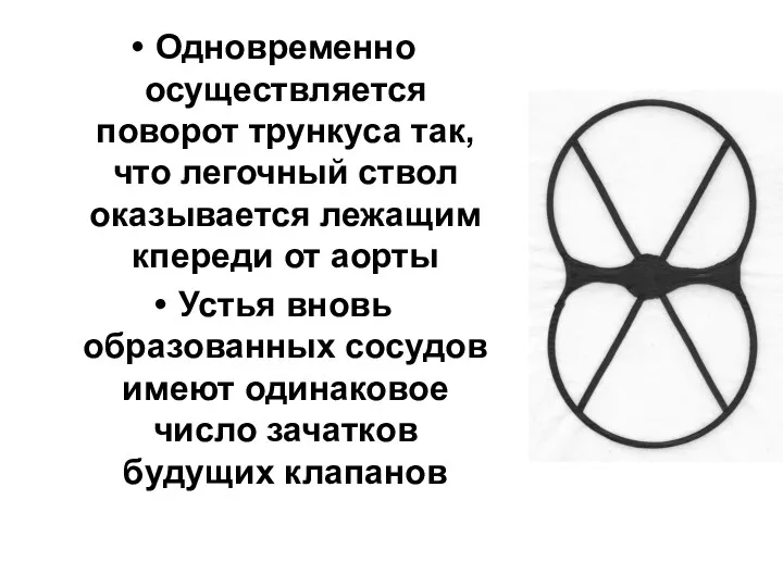 Одновременно осуществляется поворот трункуса так, что легочный ствол оказывается лежащим