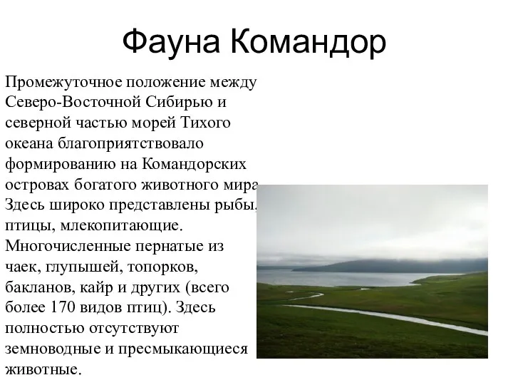 Фауна Командор Промежуточное положение между Северо-Восточной Сибирью и северной частью