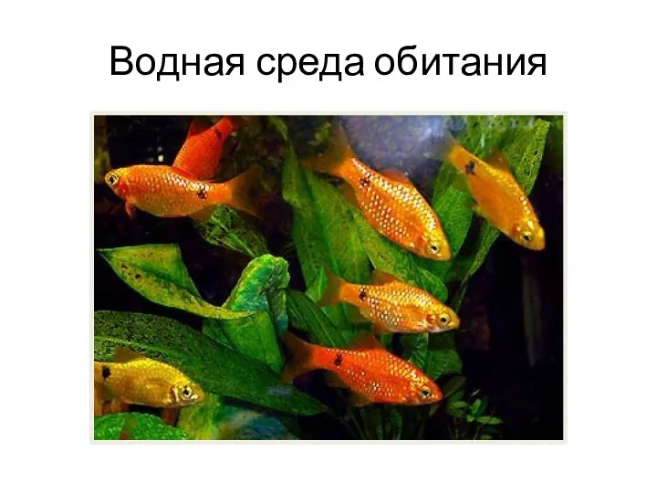 Водная среда обитания