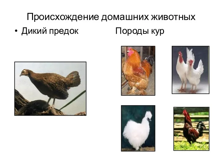Происхождение домашних животных Дикий предок Породы кур