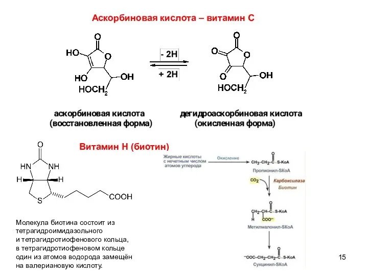 Аскорбиновая кислота – витамин С Витамин Н (биотин) Молекула биотина