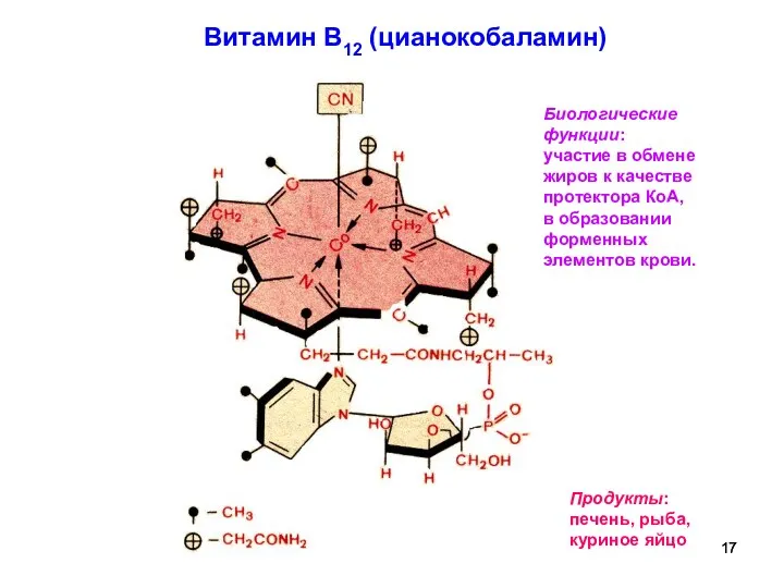 Витамин В12 (цианокобаламин) Продукты: печень, рыба, куриное яйцо Биологические функции: