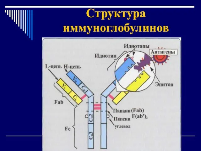 Структура иммуноглобулинов