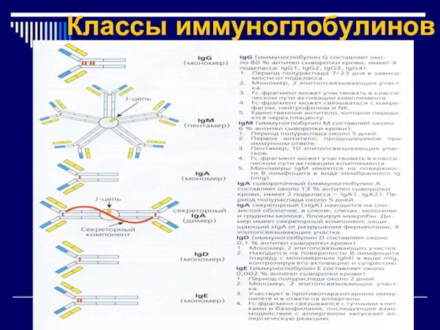 Классы иммуноглобулинов