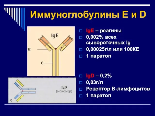 Иммуноглобулины Е и D IgE – реагины 0,002% всех сывороточных