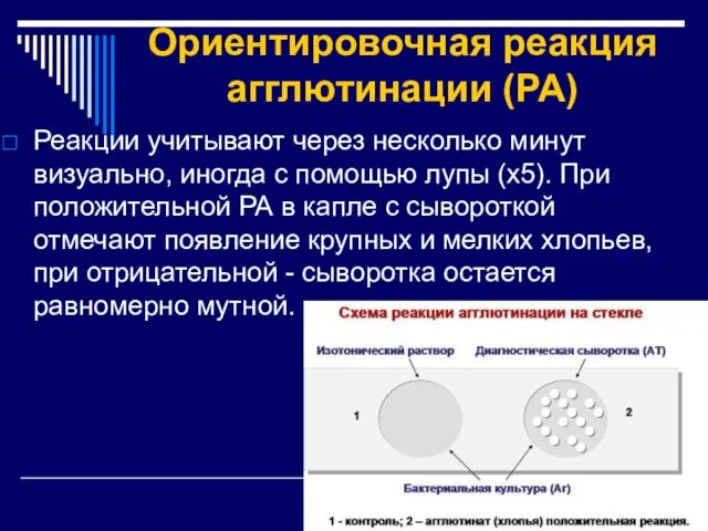 Ориентировочная реакция агглютинации (РА) Реакции учитывают через несколько минут визуально,