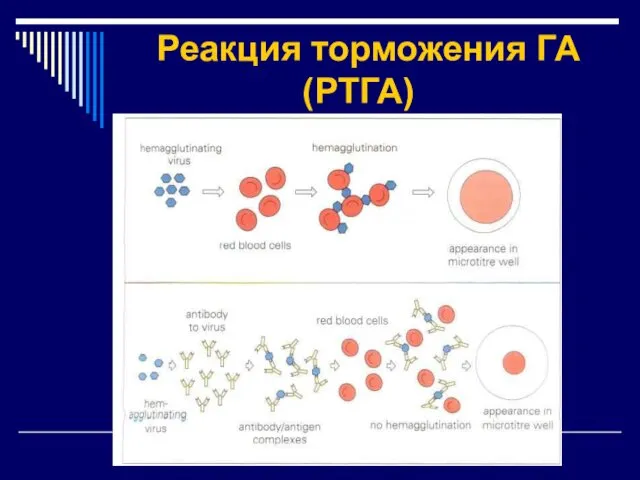 Реакция торможения ГА (РТГА)