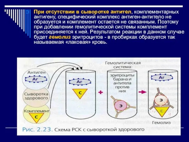 При отсутствии в сыворотке антител, комплементарных антигену, специфический комплекс антиген-антитело